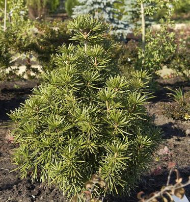 Japanische Schirmtanne 100-125cm - Sciadopitys verticillata