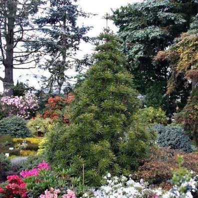 Japanische Schirmtanne Sternschnuppe 60-70cm - Sciadopitys verticillata
