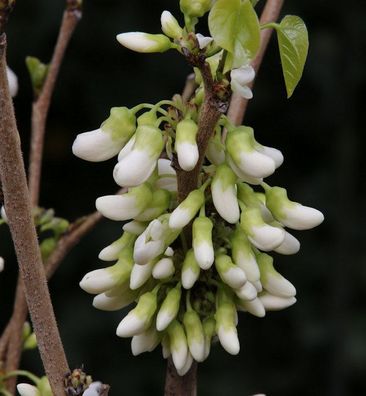 Kanadischer Hänge Judasbaum Vanilla Twist 100-125cm - Cercis canadensis