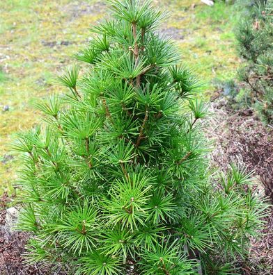Japanische Schirmtanne Piccola 50-60cm - Sciadopitys verticillata