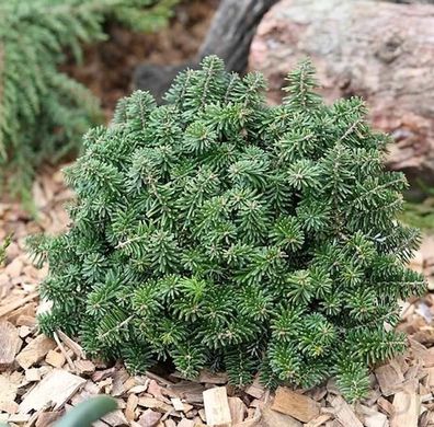 Zwerg Koreatanne Brillant 40-50cm - Abies koreana