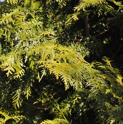 Lebensbaum Brabant 30-40cm - Thuja occidentalis