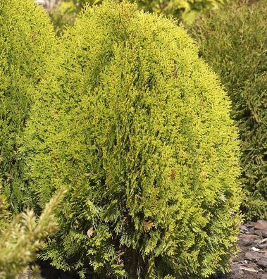 Gelber Zwerglebensbaum 25-30cm - Thuja occidentalis