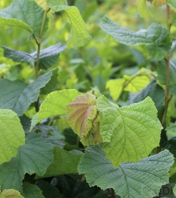 Haselnussstrauch Waldhasel 40-60cm - Corylus avellana