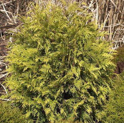 Lebensbaum Sunkist 30-40cm - Thuja occidentalis
