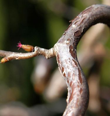 Haselnuß Medusa® 30-40cm - Corylus avellana