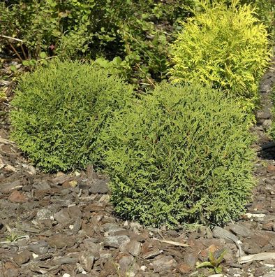 Kugel Lebensbaum Danica 25-30cm - Thuja occidentalis