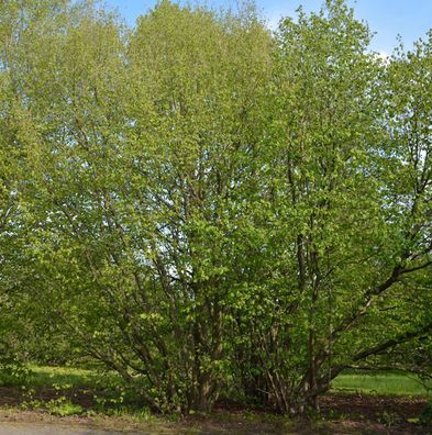 Haselnussstrauch Waldhasel Cosford 60-80cm - Corylus avellana