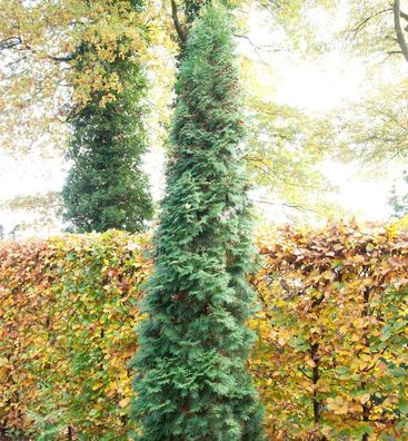 Säulen Lebensbaum 40-60cm - Thuja occidentalis