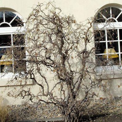 Korkenzieher Hasel 80-100cm - Corylus avellana