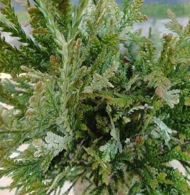 Hibalebensbaum Variegata 40-50cm - Thujopsis dolabrata