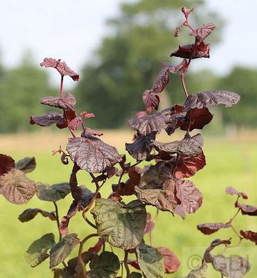 Rotblättrige Korkenzieher Hasel 100-125cm - Corylus avellana
