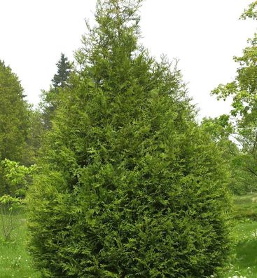 Riesen Lebensbaum Atrovirens 60-80cm - Thuja plicata