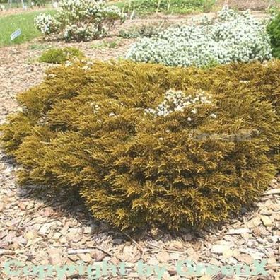 10x Strauchveronika James Styrling - Hebe ochracea