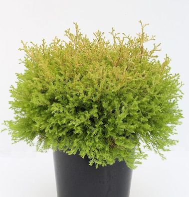 Lebensbaum Rheingold 40-50cm - Thuja occidentalis