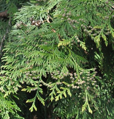Lebensbaum Martin 80-100cm - Thuja plicata