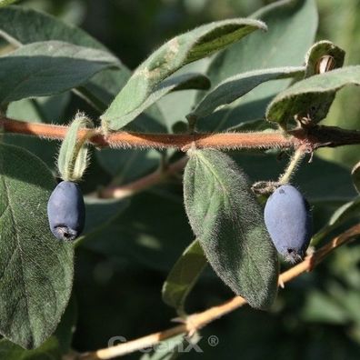 Heckenkirsche MyBerry® Blue Velvet 25-30cm - Lonicera kamtschatica