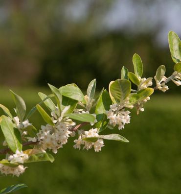 Honigbeere MyBerry® Sweet 25-30cm - Lonicera kamtschatica