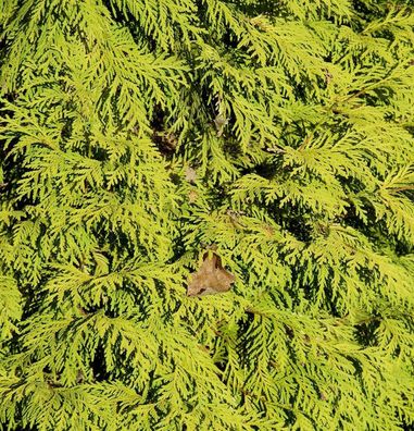 Lebensbaum King of Brabant 100-125cm - Thuja occidentalis