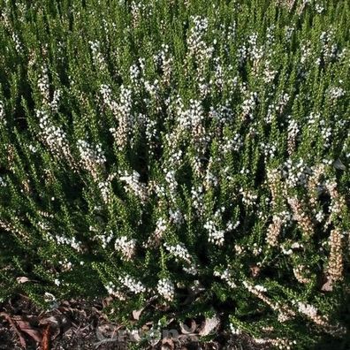 10x Besenheide Long White - Calluna vulgaris