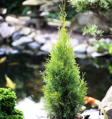 Lebensbaum Dark Embers® 100-125cm - Thuja occidentalis