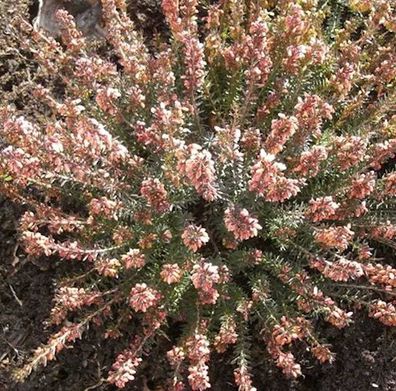 10x Winterheide April Charme - Erica carnea