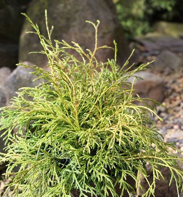 Hochstamm Faden Thuja Filiformi 80-100cm - Thuja occidentalis