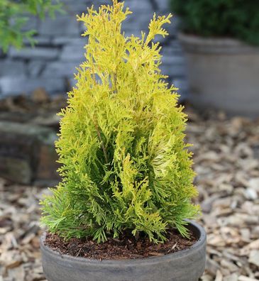 Goldgelber Lebensbaum Jantar 125-150cm - Thuja occidentalis