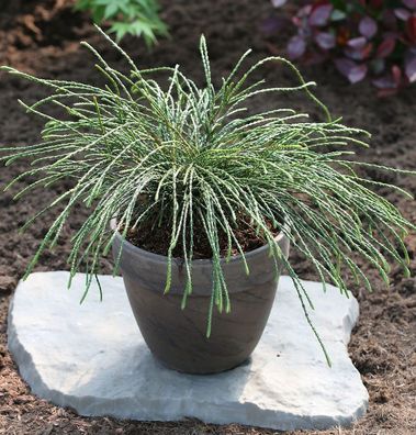 Faden Lebensbaum Whipcord 50-60cm - Thuja plicata