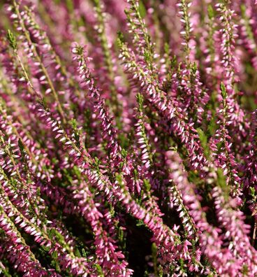10x Knospenheide Gardengirls Anette - Calluna vulgaris