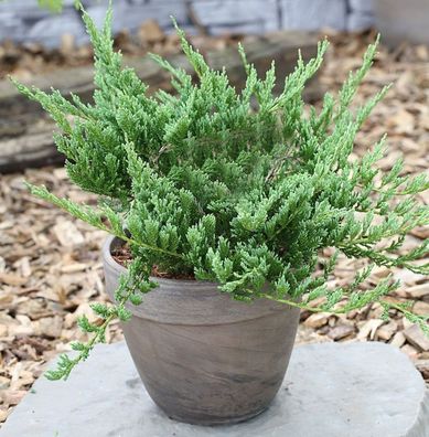 Blauer Kriechwacholder Blue Chip 20-25cm - Juniperus horizontalis