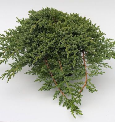 Japanischer Kriechwacholder 20-25cm - Juniperus procumbens