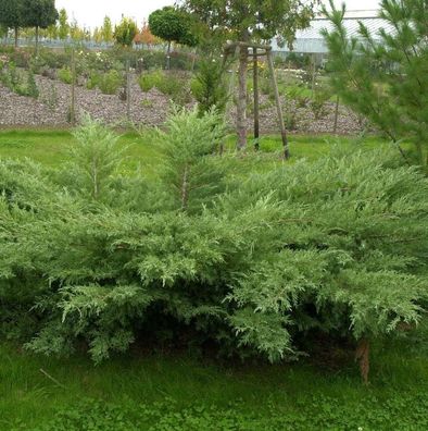 Grauer Pfitzerwacholder Hetzii 20-30cm - Juniperus media