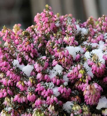 10x Winterheide Winterfreude - Erica carnea