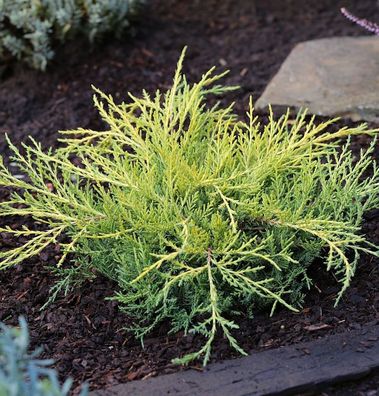 Gelber Strauchwacholder Golden Saucer 25-30cm - Juniperus media