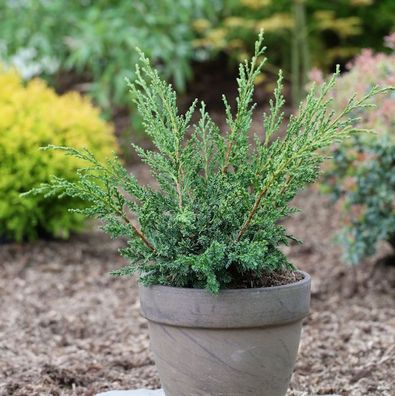 Strauchwacholder Blaauw 25-30cm - Juniperus chinensis