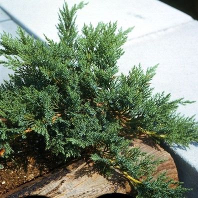 Mooswacholder Rockery Gem 20-30cm - Juniperus Sabina