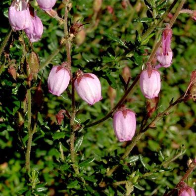 Irische Heide Rosella - Daboecia cantabrica
