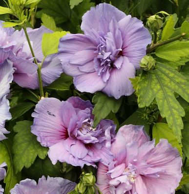 Garteneibisch Blue Chiffon 40-60cm - Hibiscus