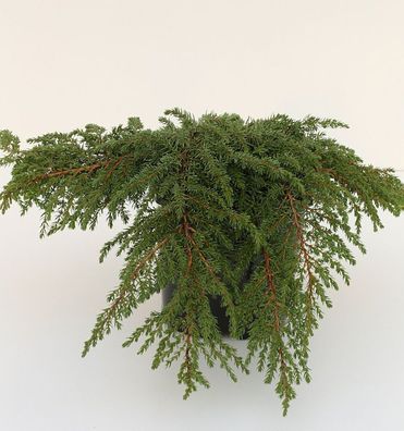 Grüner Kriechwacholder Green Carpet 40-50cm - Juniperus communis
