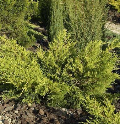 Goldgelber Wacholder Gold Coast 30-40cm - Juniperus media