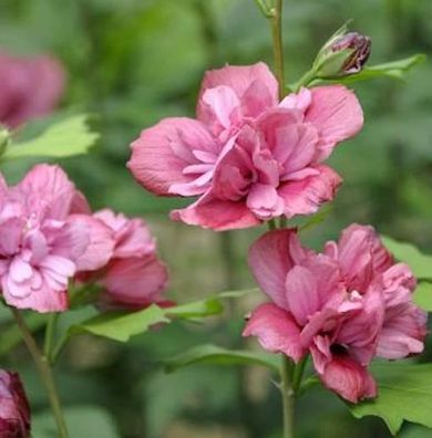 Garteneibisch Duc Brabant 60-80cm - Hibiscus