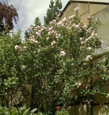 Garteneibisch French Point 60-80cm - Hibiscus