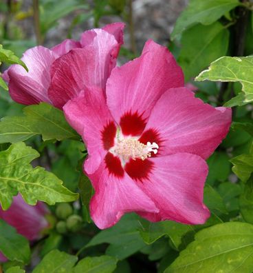 Hochstamm Rosen Eibisch Woodbridge 40-60cm - Hibiscus