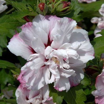 Garteneibisch Starburst Chiffon® 60-80cm - Hibiscus