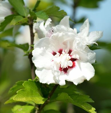 Rosen Eibisch Speciosus 60-80cm - Hibiscus