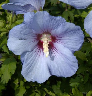 Hochstamm Rosen Eibisch Blue Bird 60-80cm - Hibiscus syriacus