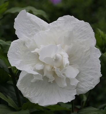 Hochstamm Garteneibisch White Chiffon 60-80cm - Hibiscus syriacus
