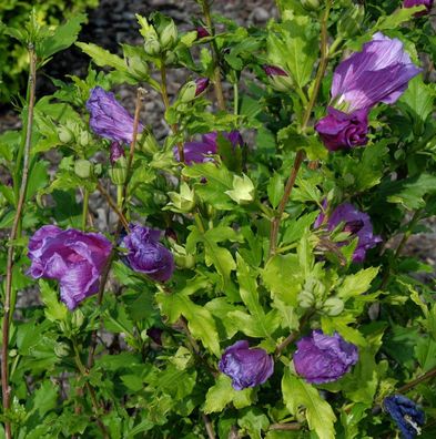 Garteneibisch Russian Violet 80-100cm - Hibiscus