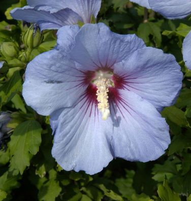 Hochstamm Garteneibisch Oiseau Bleu 80-100cm - Hibiscus syriacus